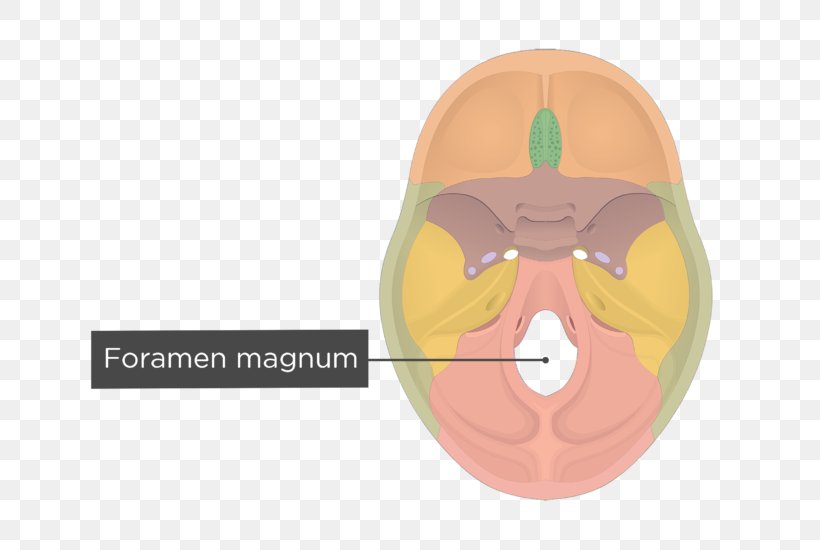 Hypoglossal Canal Foramen Magnum Occipital Bone Jugular Foramen Png 704x550px Foramen Magnum 0901