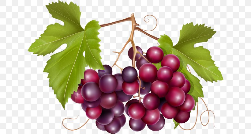 Common Grape Vine Wine California Wild Grape, PNG, 640x437px, Common Grape Vine, Berry, Boysenberry, Cranberry, Currant Download Free