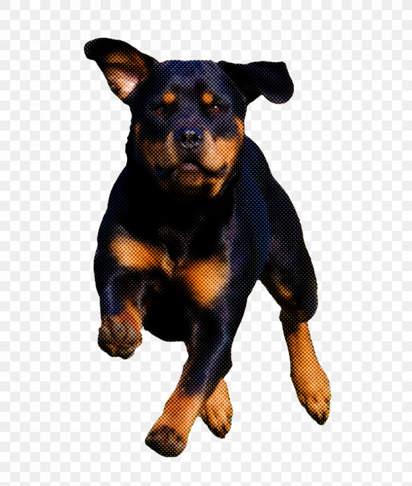 German Pinscher Puppy Dobermann Rottweiler Miniature Pinscher, PNG, 830x980px, German Pinscher, Breed, Cuteness, Dobermann, Dog Download Free