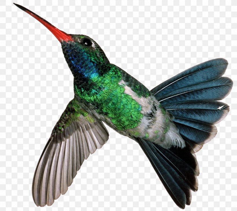 Hummingbird Mexican Violetear Motion JPEG, PNG, 1600x1431px, Hummingbird, Beak, Bird, Fauna, Feather Download Free