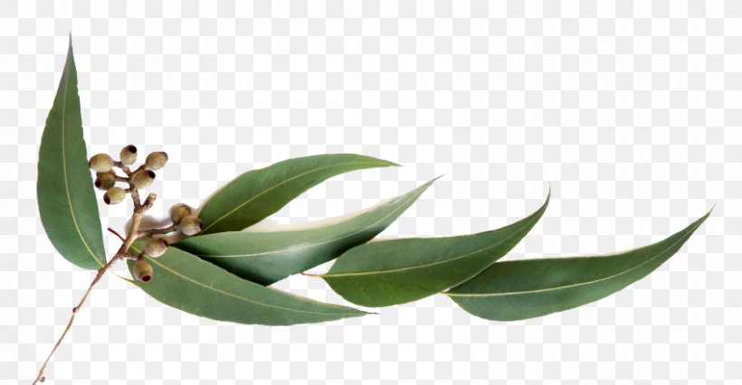 Eucalyptus Oil Essential Oil Eucalyptus Globulus Olbas Oil, PNG, 848x441px, Eucalyptus Oil, African Black Soap, Aroma Compound, Aromatherapy, Essential Oil Download Free