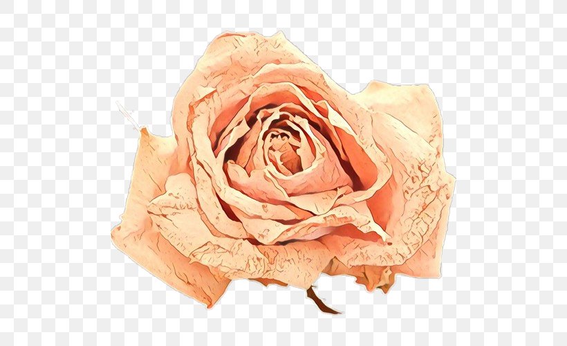 Garden Roses, PNG, 500x500px, Cartoon, Cut Flowers, Flower, Garden Roses, Orange Download Free
