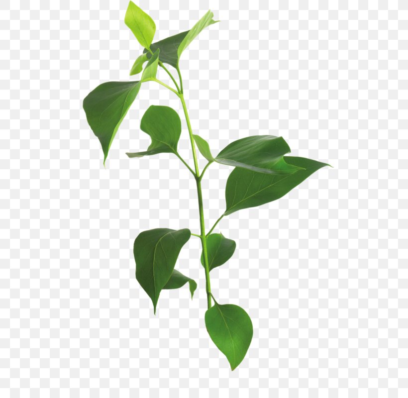 Leaf Lilac Branch Tree, PNG, 524x800px, Leaf, Blog, Branch, Flowerpot, Herb Download Free