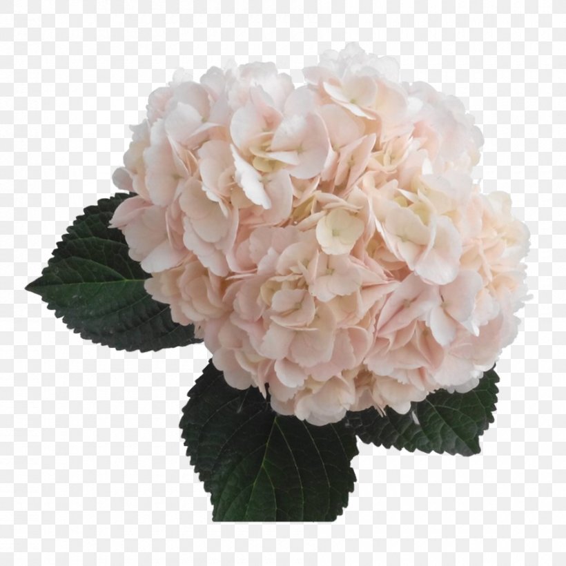 Light French Hydrangea Cut Flowers Pink, PNG, 900x900px, Light, Artificial Flower, Color, Cornales, Cut Flowers Download Free