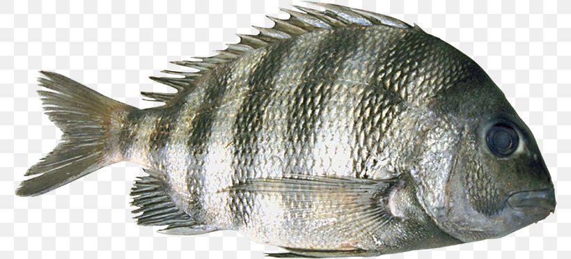 Tilapia Barramundi Perch Oily Fish, PNG, 780x372px, Tilapia, Barramundi, Fauna, Fish, Oily Fish Download Free