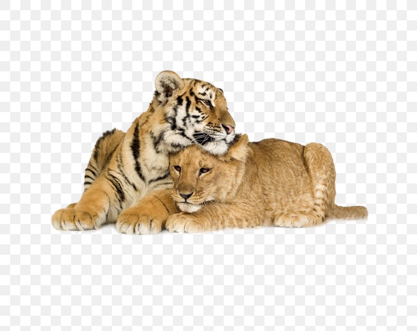 White Tiger White Lion Liger, PNG, 650x650px, Tiger, Big Cats, Carnivoran, Cat Like Mammal, Felidae Download Free