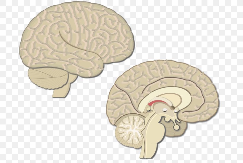 Brain Premotor Cortex Primary Motor Cortex Visual Cortex Cerebral Cortex, PNG, 716x550px, Watercolor, Cartoon, Flower, Frame, Heart Download Free