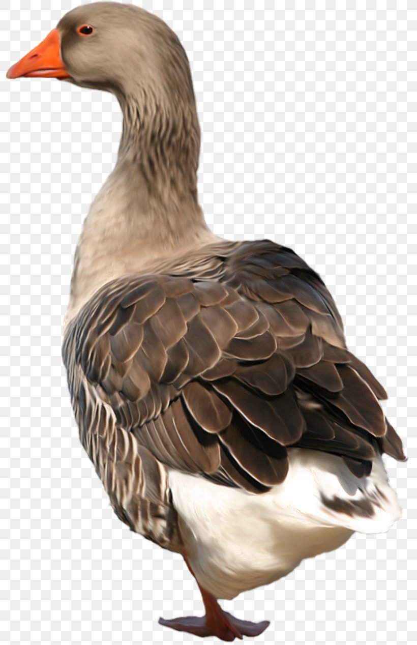 Duck Goose Bird Grey Geese, PNG, 800x1268px, Duck, Anatidae, Animal, Beak, Bird Download Free