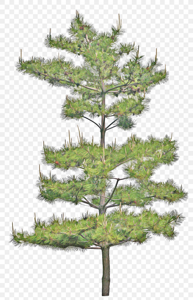 Family Tree Background, PNG, 2255x3500px, Fir, American Larch, American Pitch Pine, Balsam Fir, Branch Download Free