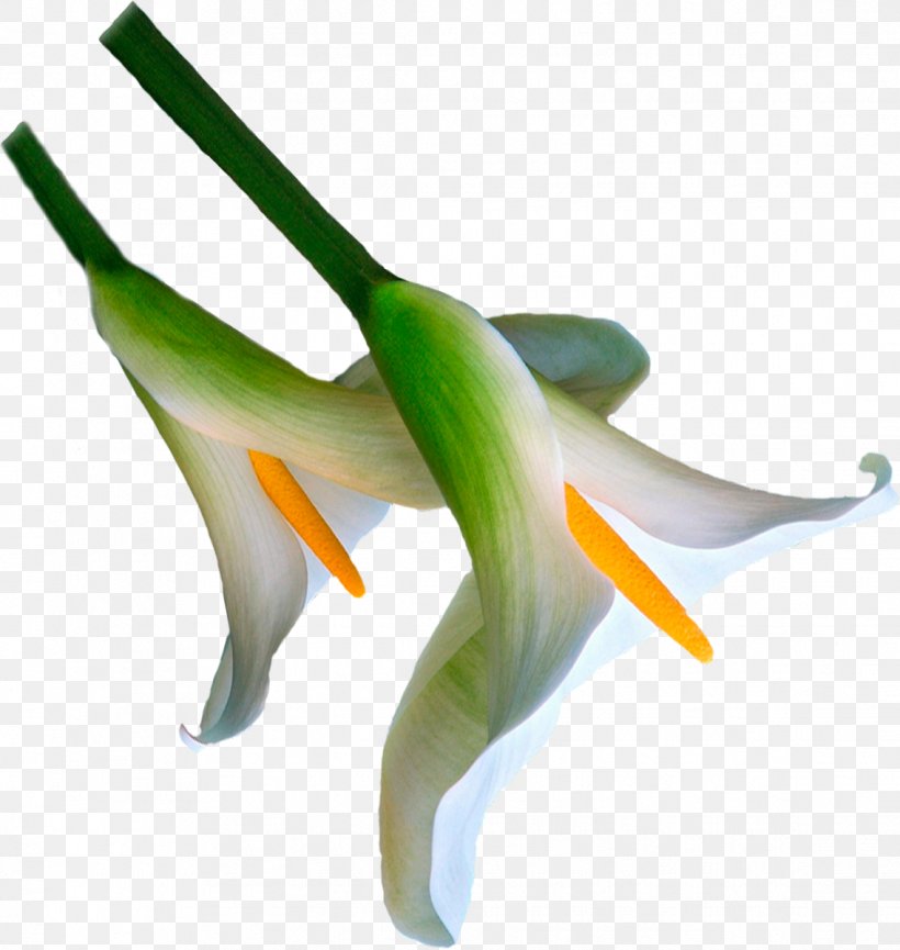 Flower Plant Stem Orchids Advertising 0, PNG, 1137x1200px, 2014, 2017, Flower, Advertising, Denizbank Download Free