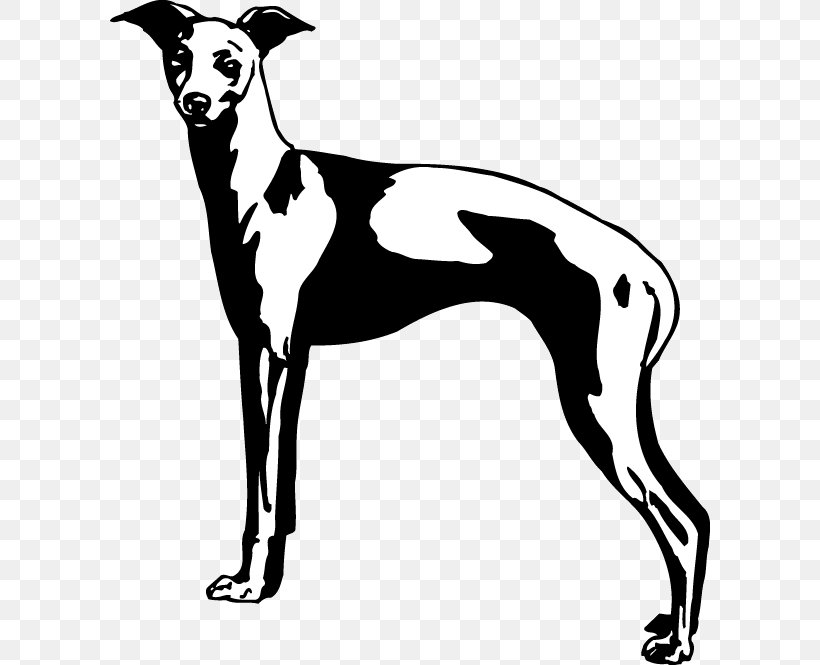 Italian Greyhound Spanish Greyhound Whippet Sloughi, PNG, 600x665px, Italian Greyhound, Azawakh, Black, Black And White, Breed Download Free