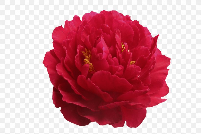 Peony Cut Flowers Hair Care Shampoo, PNG, 1500x1000px, Peony, Carnation, Cut Flowers, Flower, Flowering Plant Download Free