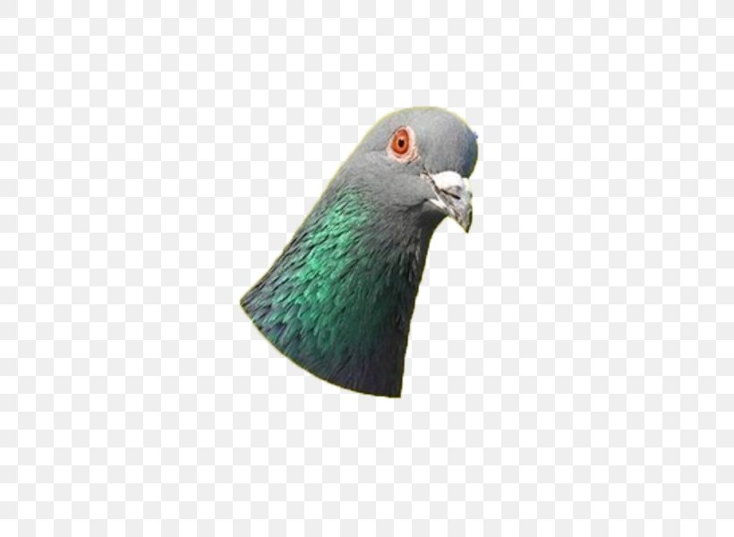 Domestic Pigeon Typical Pigeons Columbidae Bird, PNG, 800x600px, Domestic Pigeon, Beak, Bird, Columbidae, Dove Download Free