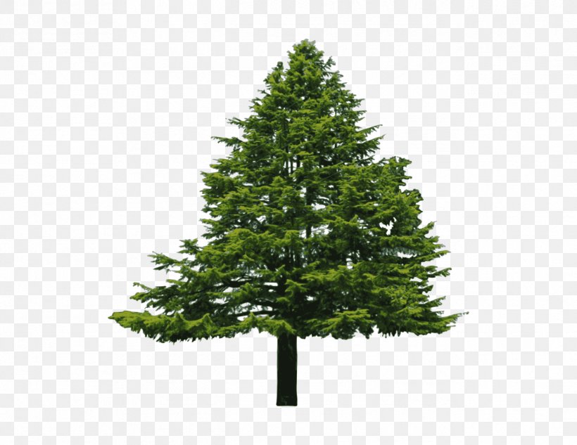 Douglas Fir Conifers Evergreen Tree, PNG, 1294x1000px, Douglas Fir, Biome, Branch, Christmas Decoration, Christmas Ornament Download Free