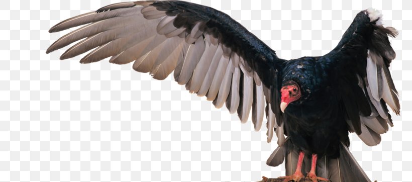 Turkey Vulture Bird Eagle, PNG, 800x362px, Vulture, Animal, Beak, Bird, Bird Of Prey Download Free