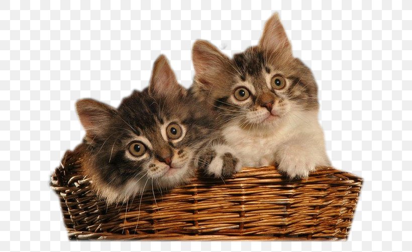 Kitten Domestic Short-haired Cat Clip Art, PNG, 670x502px, Kitten, Basket, Blog, Carnivoran, Cat Download Free