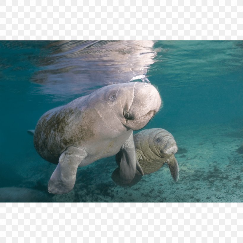 Sea Cows Canvas Print Printing Walrus Child, PNG, 1024x1024px, Sea Cows, Biology, Brain Coral, Canvas, Canvas Print Download Free