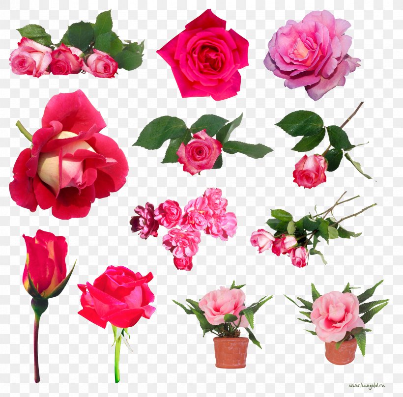 Still Life: Pink Roses Beach Rose Centifolia Roses Flower Garden Roses, PNG, 2363x2331px, Still Life Pink Roses, Annual Plant, Artificial Flower, Beach Rose, Carnation Download Free