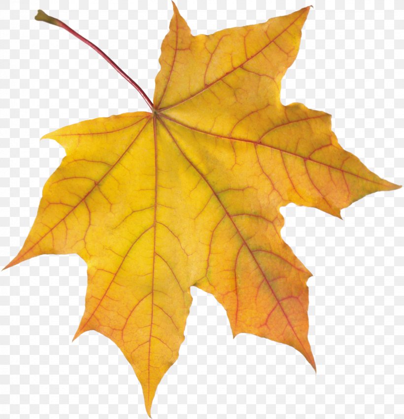 Autumn Leaf Color, PNG, 1542x1600px, Autumn Leaf Color, Animation, Autumn, Color, Leaf Download Free