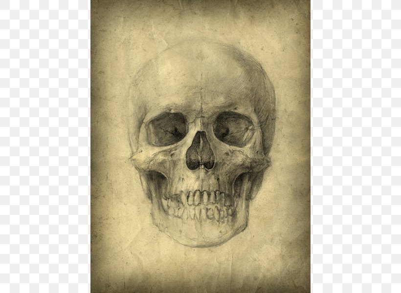 Human Skull Drawing Anatomy Human Skeleton, PNG, 600x600px, Skull, Anatomy, Art, Bone, Drawing Download Free