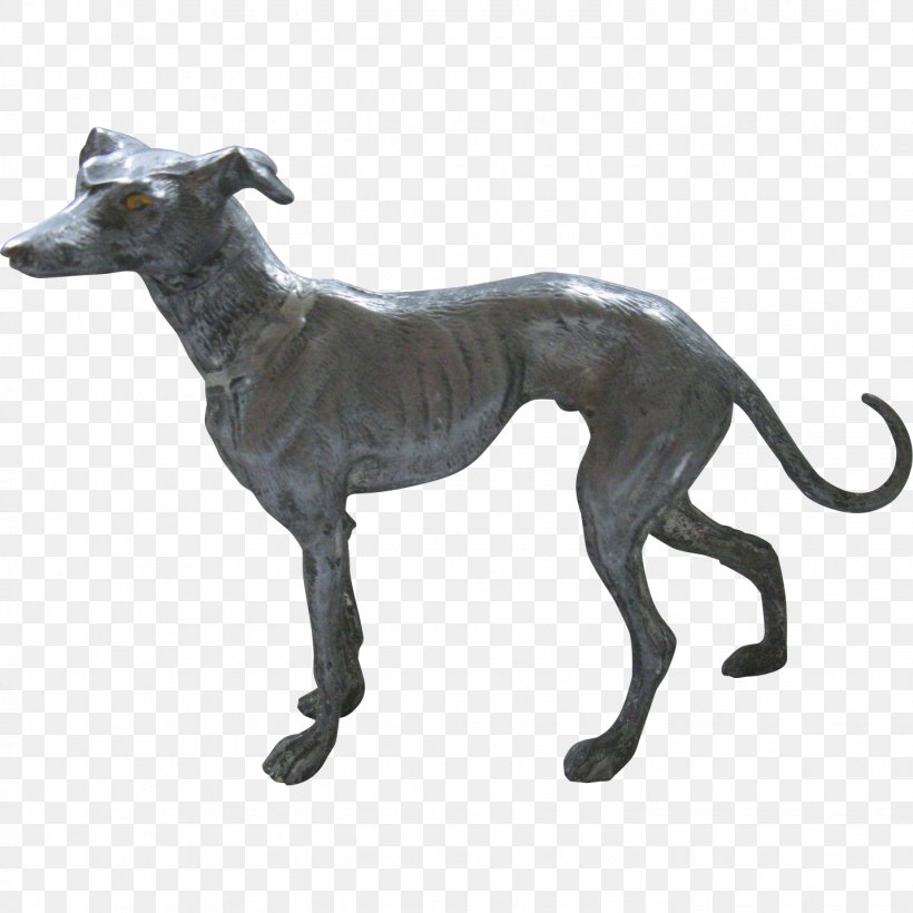 Spanish Greyhound Italian Greyhound Whippet Sloughi, PNG, 1430x1430px, Spanish Greyhound, American Staghound, Breed, Carnivoran, Dog Download Free