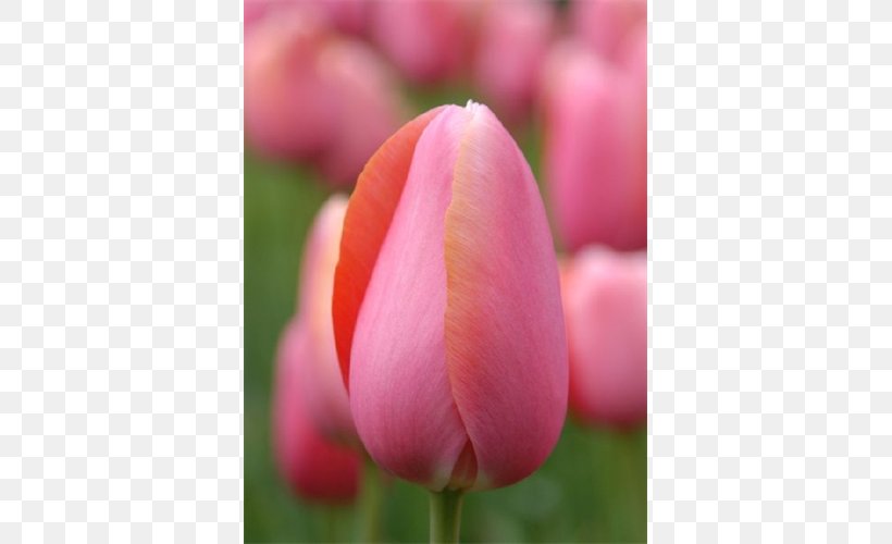 Tulip Flower Petal Bud Plant Stem, PNG, 500x500px, Tulip, Blossom, Bud, Bulb, Close Up Download Free