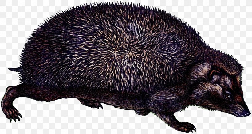 Animal Cartoon, PNG, 1800x960px, Domesticated Hedgehog, Animal, Common Opossum, Computer Mouse, Echidna Download Free