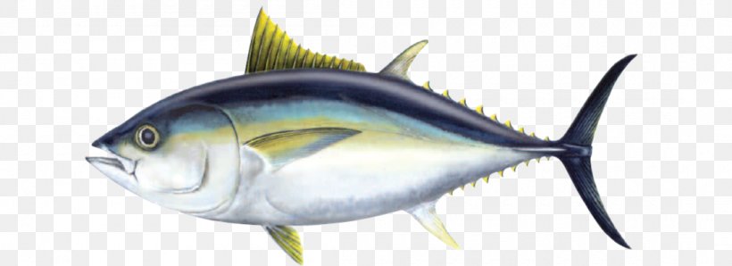 Bigeye Tuna Atlantic Bluefin Tuna Yellowfin Tuna Oily Fish, PNG, 1100x400px, Bigeye Tuna, Atlantic Bluefin Tuna, Bony Fish, Fauna, Fish Download Free