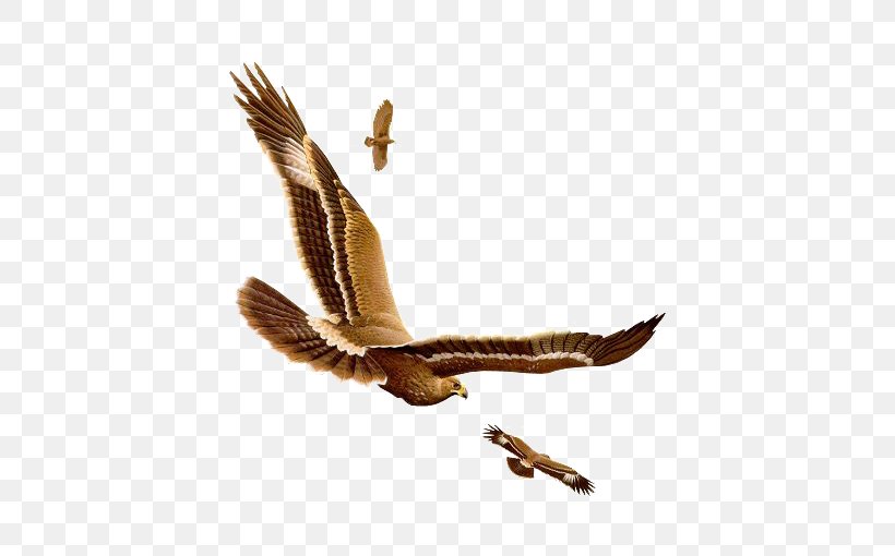 Bird Owl, PNG, 510x510px, Bird, Accipitriformes, Animal, Beak, Bird Of Prey Download Free