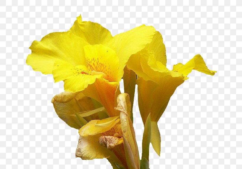 Canna Daffodil Cut Flowers Daylily Lilium, PNG, 767x575px, Canna, Amaryllis Family, Canna Family, Canna Lily, Cut Flowers Download Free