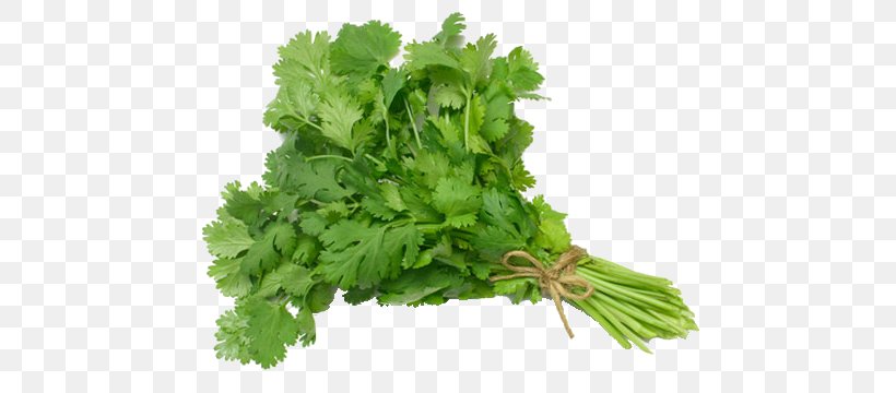 Coriander Salsa Vietnamese Cuisine Herb Taco, PNG, 460x360px, Coriander, Bolting, Condiment, Cooking, Culantro Download Free