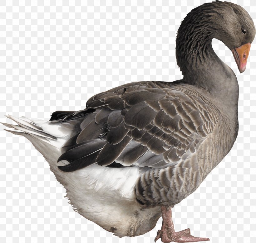 Goose Duck, PNG, 2408x2293px, Goose, Beak, Bird, Canada Goose, Duck Download Free