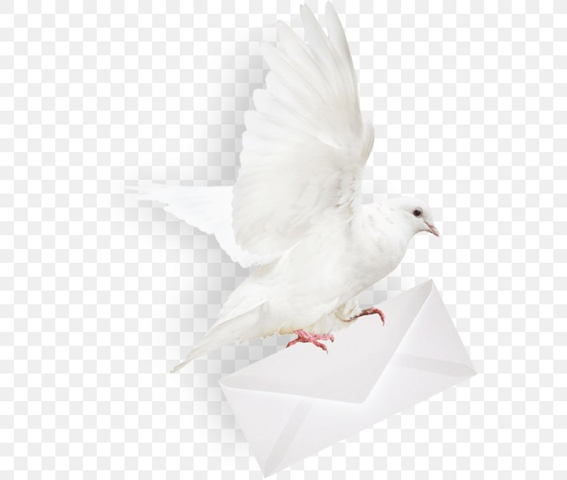 Homing Pigeon Columbidae Mail Envelope, PNG, 565x694px, Homing Pigeon, Beak, Bird, Columbidae, Domestic Pigeon Download Free