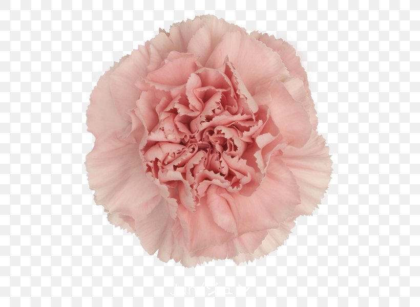 Carnation Yekaterinburg Cut Flowers Ulitsa Bahchivandji Kryddernellike, PNG, 600x600px, Carnation, Cut Flowers, Dmitry Puchkov, Flower, Flowering Plant Download Free