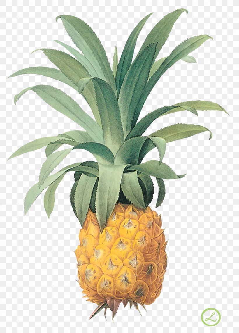 Cocktail Napkin Pineapple Paper Towel, PNG, 1100x1528px, Pineapple, Ananas, Bromeliaceae, Bromeliads, Flowerpot Download Free