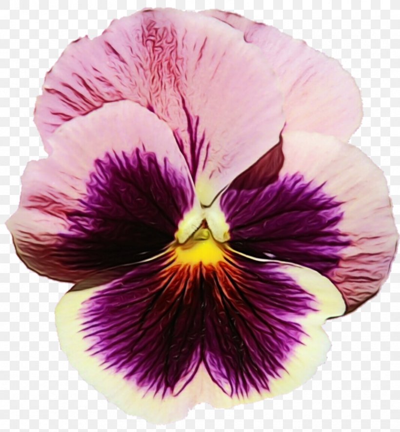 Flower Flowering Plant Petal Violet Purple, PNG, 859x929px, Watercolor, Flower, Flowering Plant, Paint, Pansy Download Free