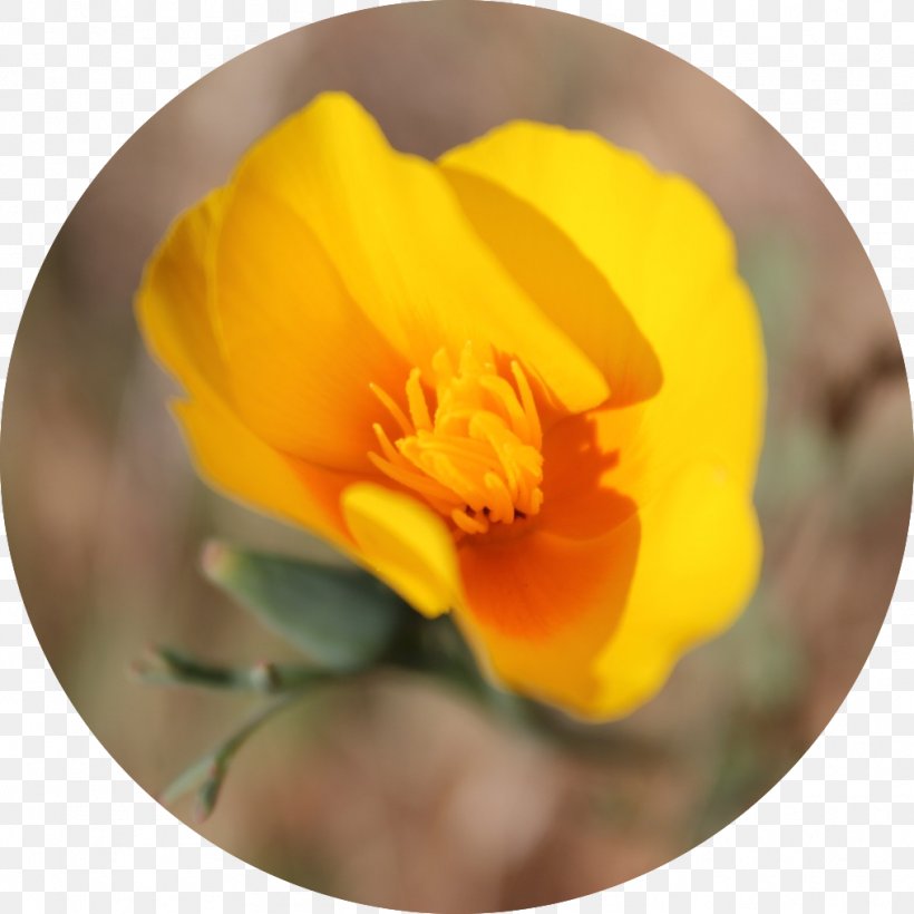 Medicine California Poppy Herbalism Medicinal Plants, PNG, 1014x1014px, Medicine, California Poppy, Eschscholzia, Eschscholzia Californica, Flower Download Free