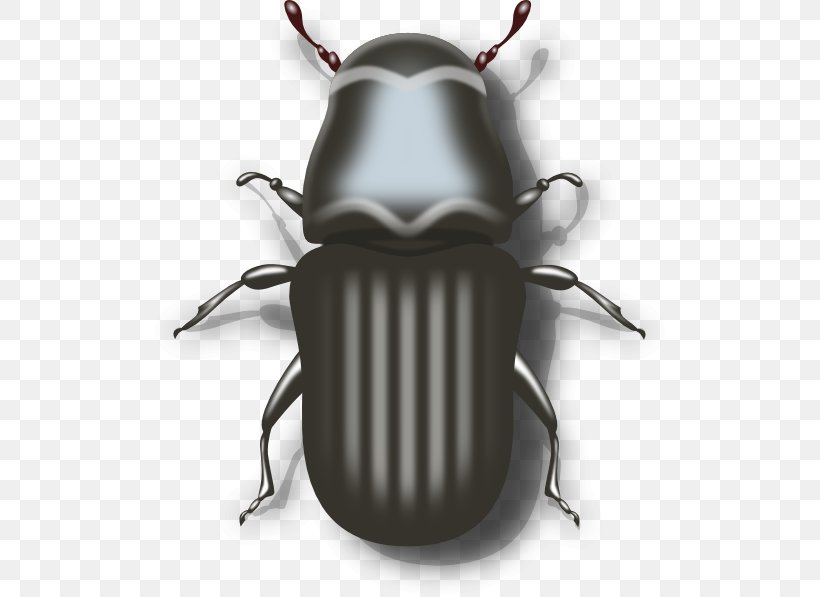 Mountain Pine Beetle Mountain Pine Beetle Clip Art, PNG, 534x597px, Beetle, Arthropod, Cardinal Beetle, Dung Beetle, Insect Download Free