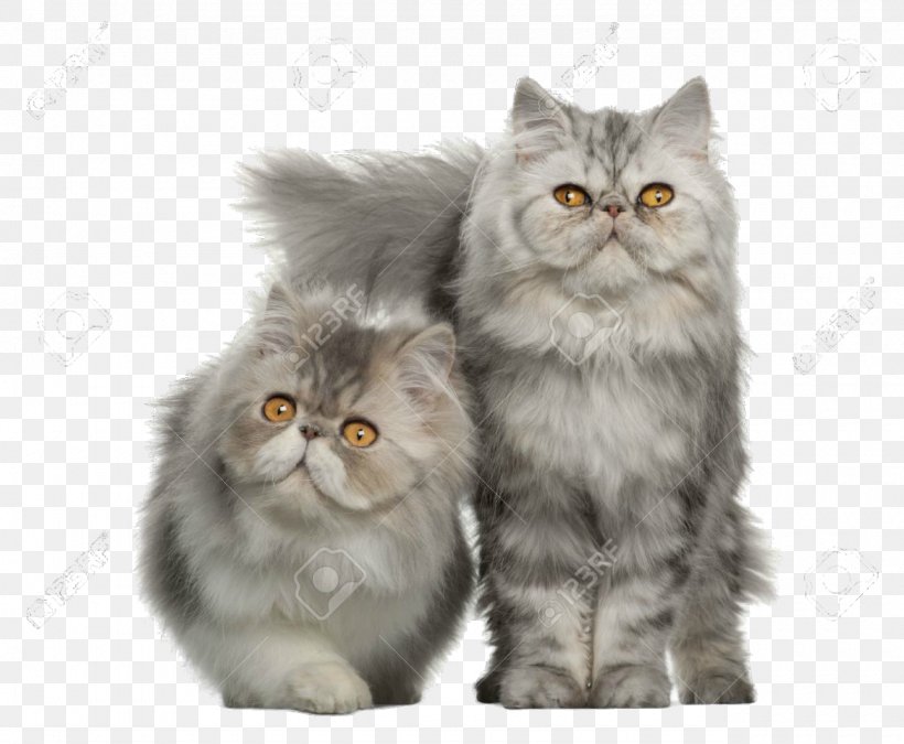 Persian Cat American Shorthair Maine Coon British Shorthair Ragdoll, PNG, 1280x1055px, Persian Cat, Abyssinian, American Shorthair, Asian Semi Longhair, Breed Download Free
