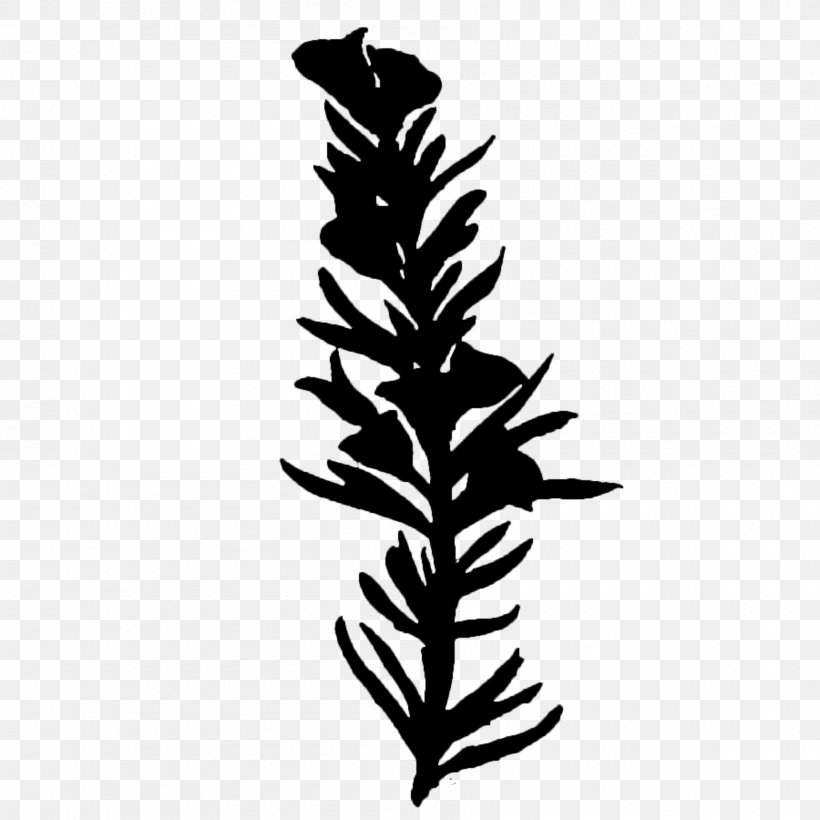 Twig Plant Stem Leaf Line Font, PNG, 1800x1800px, Twig, American Larch, Botany, Branch, Fern Download Free