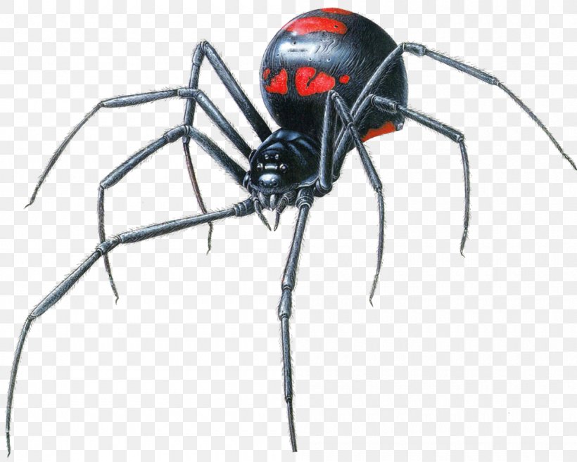 Black Widow Spider Latrodectus Hesperus Southern Black Widow Clip Art, PNG, 1000x802px, Spider, Arachnid, Arthropod, Black Widow, Black Widow Spider Download Free