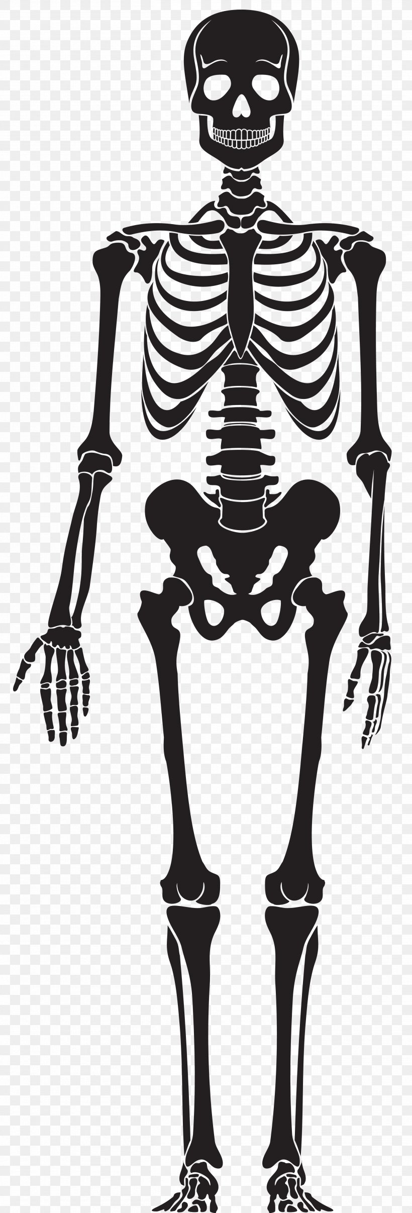 Human Skeleton Skull, PNG, 2717x8000px, Human Skeleton, Anatomy, Black And White, Bone, Drawing Download Free