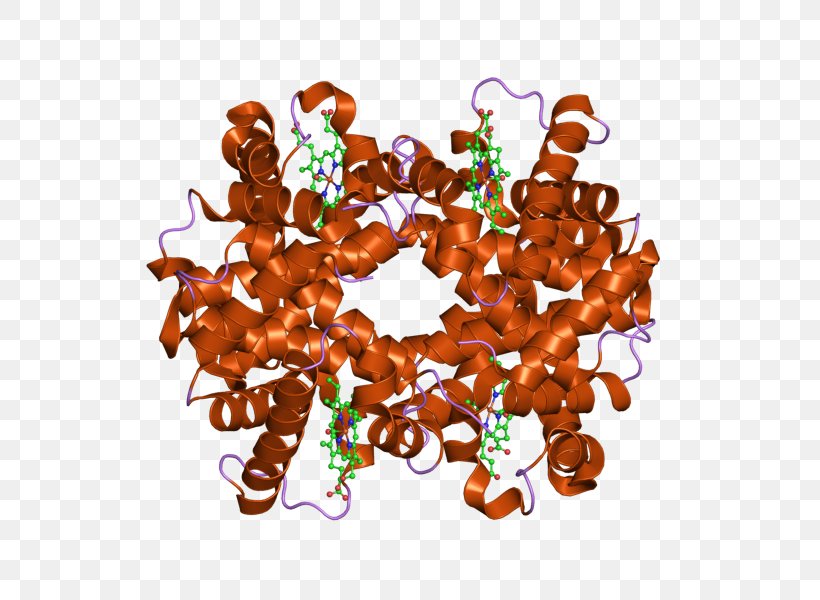 Hemoglobin, Alpha 1 HBB Hemoglobin Subunit Zeta HBD, PNG, 800x600px ...
