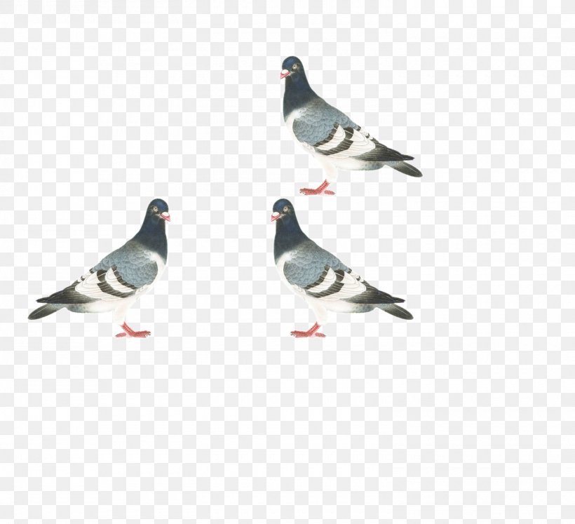 Homing Pigeon Stock Dove Columbidae Bird, PNG, 1500x1368px, Homing Pigeon, Animal, Beak, Bird, Columba Download Free