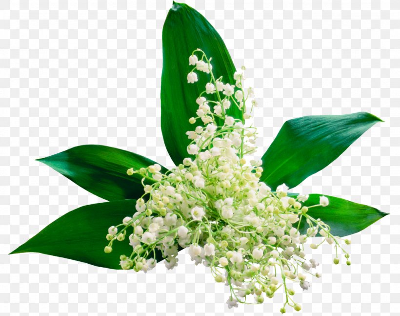 Lily Of The Valley Flower Clip Art, PNG, 1024x809px, Lily Of The Valley, Fleur Blanche, Floral Design, Flower, Leaf Download Free