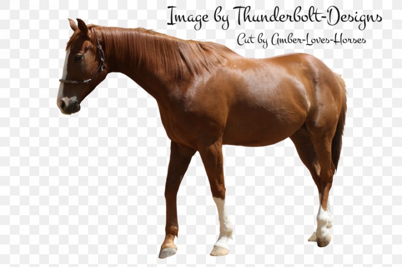 Stallion Mustang Halter Mare Horse Harnesses, PNG, 900x600px, Stallion, Bridle, Colt, Dog Harness, Halter Download Free