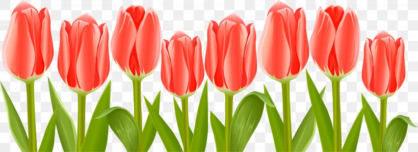 Tulip Flower Clip Art, PNG, 3506x1278px, Tulip, Bud, Flower, Flowering Plant, Lily Family Download Free