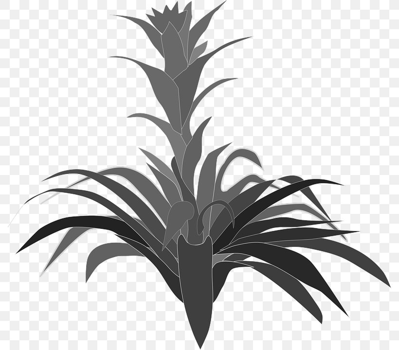 Bromelia Clip Art, PNG, 788x720px, Bromelia, Aechmea, Arecaceae, Arecales, Black And White Download Free