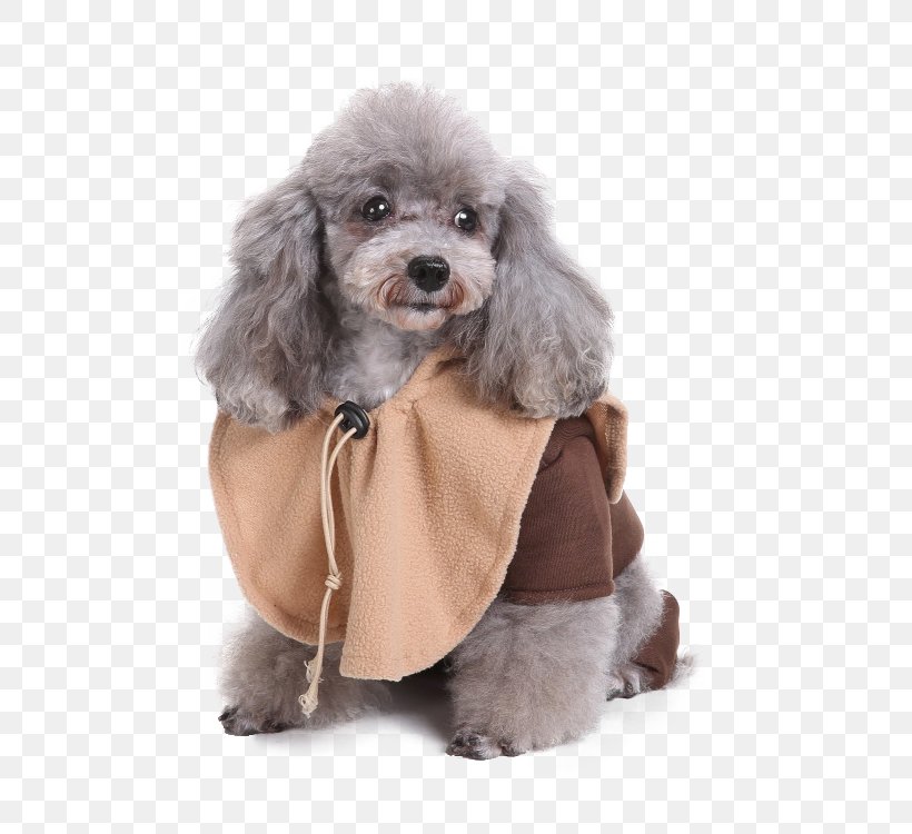 Miniature Poodle Standard Poodle Toy Poodle Hoodie Clothing, PNG, 750x750px, Miniature Poodle, Carnivoran, Clothing, Companion Dog, Costume Download Free