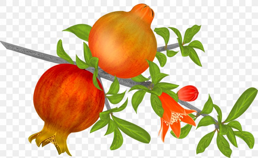 Pomegranate Fruit Vegetarian Cuisine Auglis Tomato, PNG, 1833x1130px, Pomegranate, Auglis, Branch, Bush Tomato, Flower Download Free